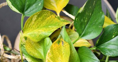 Pothos